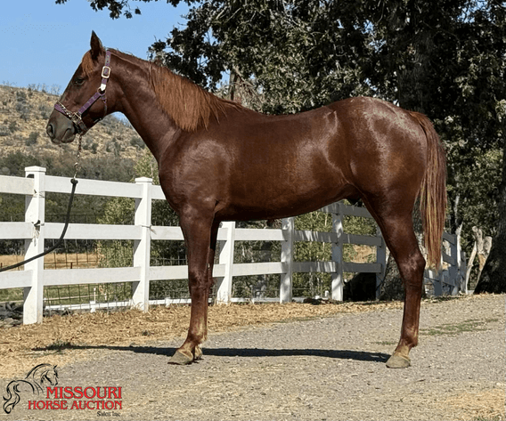 Image for Missouri Horse Auction AVA TRAIL HORSE SALE- SATURAY, SEPTEMBER 6TH, 2025