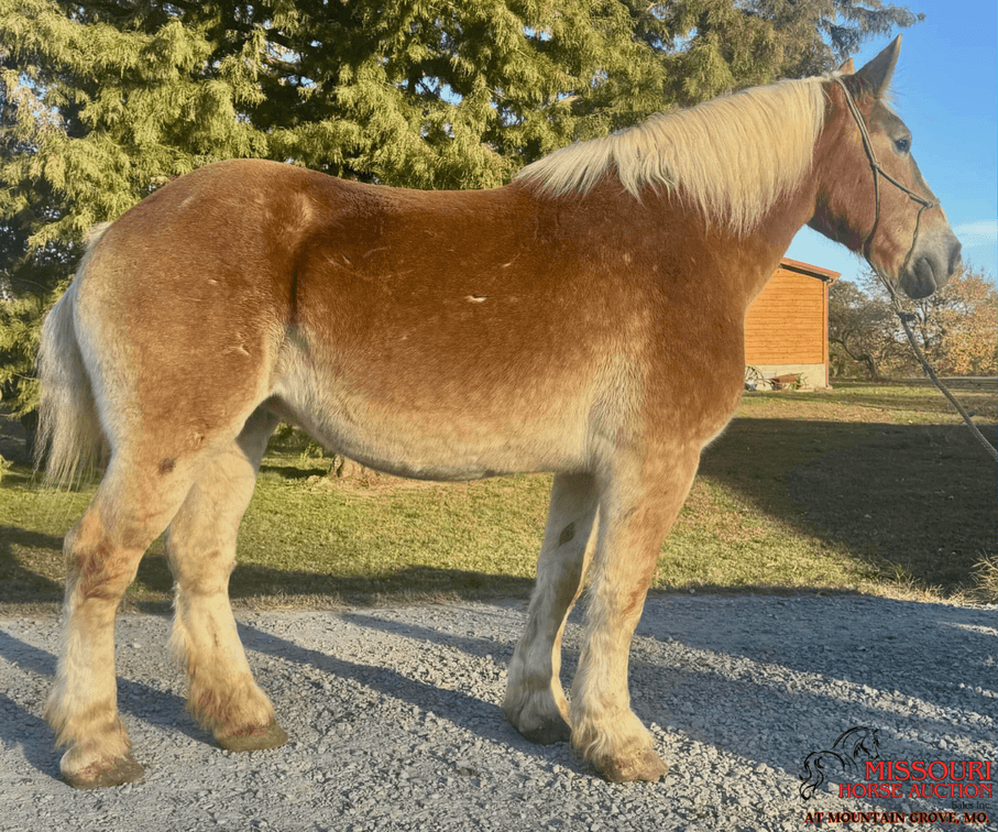 Image for Missouri Horse Auction AT MOUNTAIN GROVE- FRIDAY, NOVEMBER 14TH, 2025