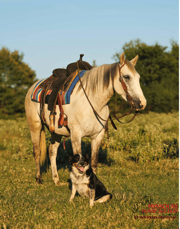 Image for Missouri Horse Auction AT MOUNTAIN GROVE- FRIDAY, NOVEMBER 14TH, 2025