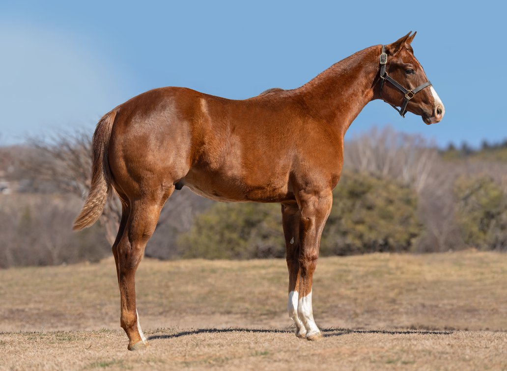 Excused Gunfighter