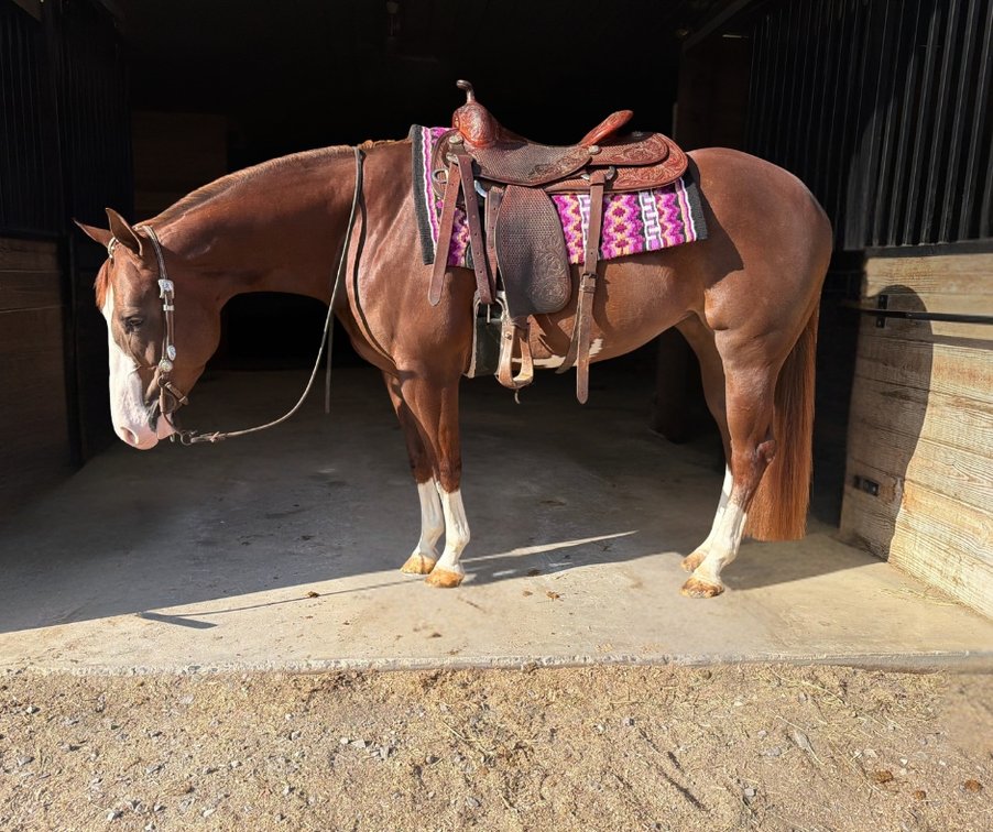I Got A Girl Crushh (AQHA)  Spook I Did It Again (APHA)