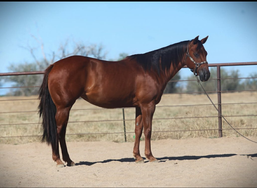 Hallmarks Zena Red