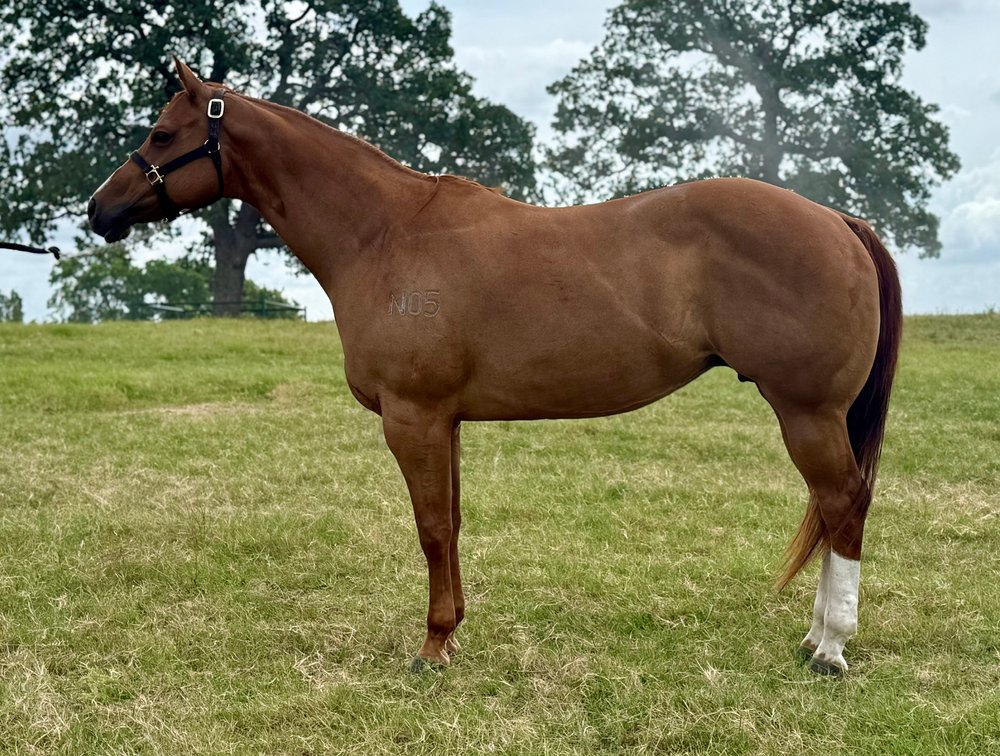 Image for Bradshaw Broodmare & Prospect Online Auction