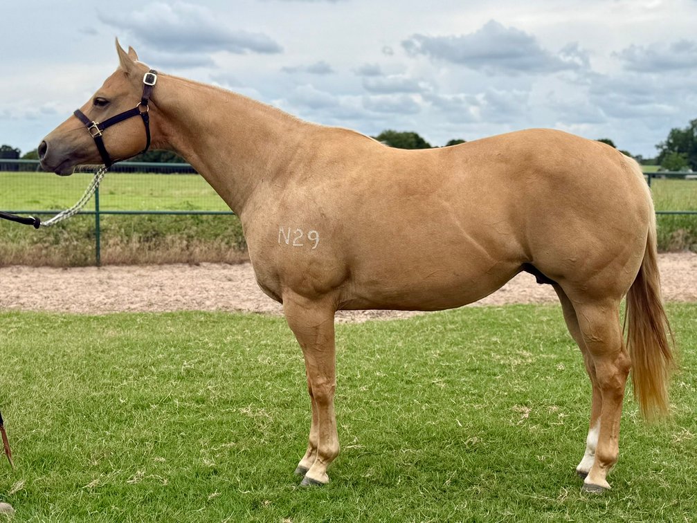Image for Bradshaw Broodmare & Prospect Online Auction