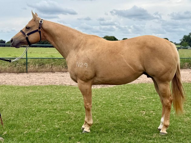 Image for Bradshaw Broodmare & Prospect Online Auction