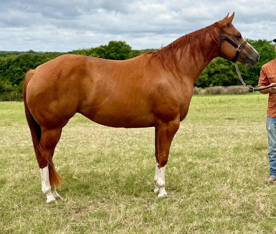 Image for Bradshaw Broodmare & Prospect Online Auction
