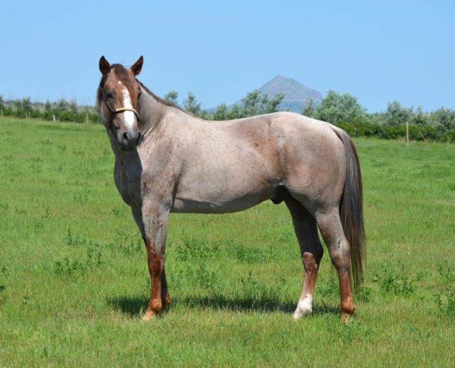 Smart Little Sannman - Reference Sire B