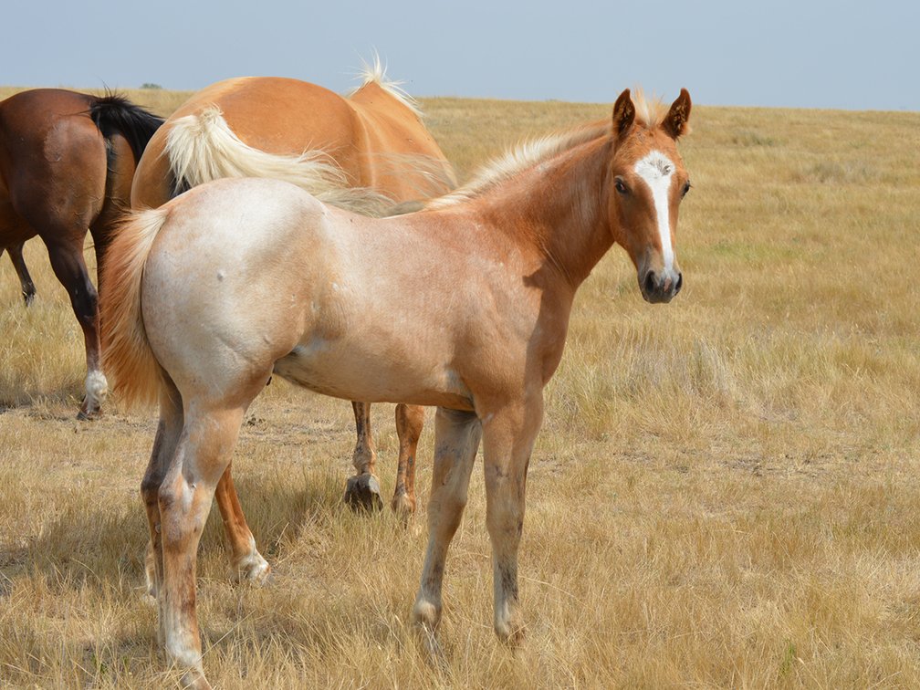 OUT due to INJURY - Palomino Roan Stud (Ripstik x Miz Colonel OLena)