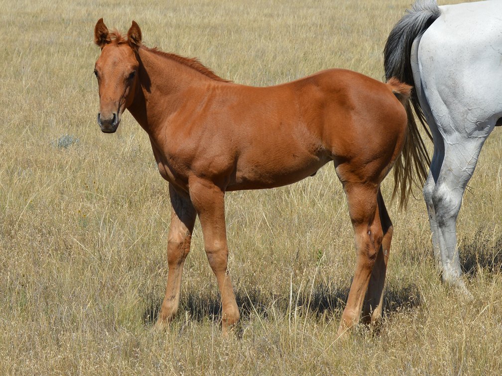 Sorrel Filly (Dare To Be French x Flick For Openers)