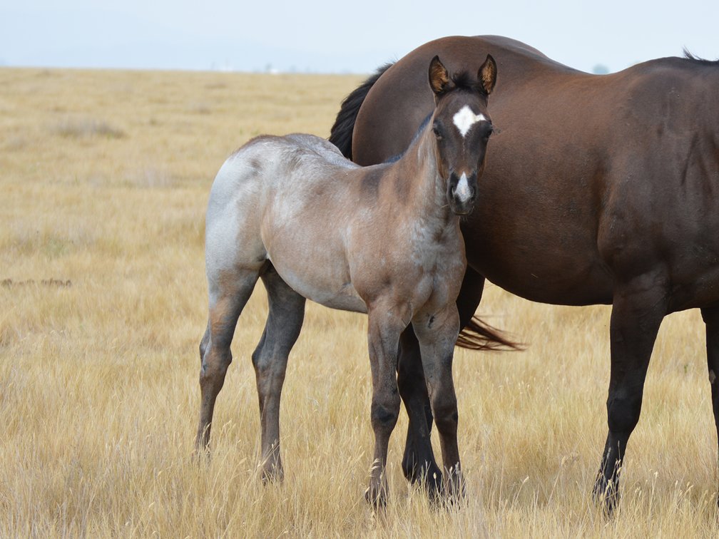 Blue Roan Filly (Ripstik x Longin For A Lena)