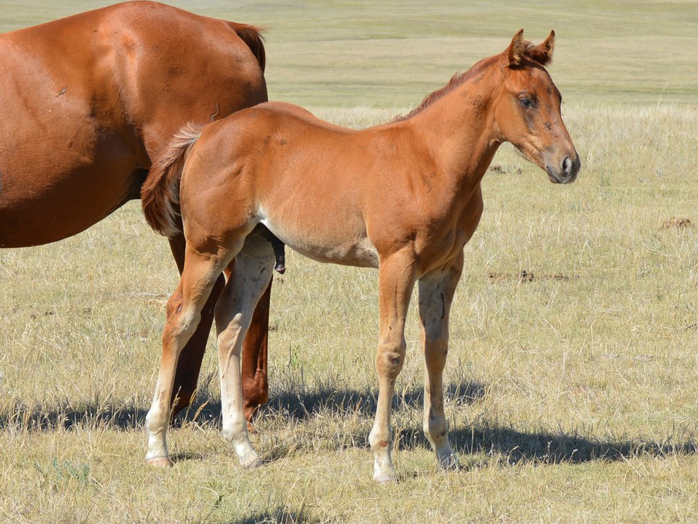 Sorrel Stud (Dare To Be French x Comos Playgirl Cash)