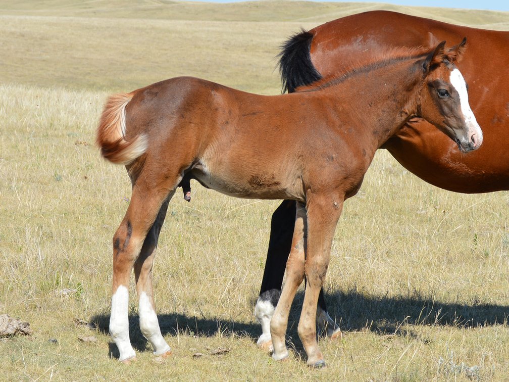 Sorrel Stud (Smart Little Sannman x DL Dakota Special)