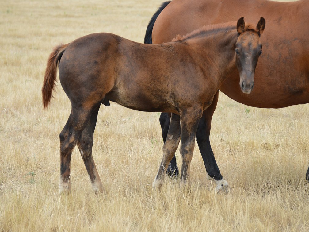 Chestnut Stud (Ripstik x DL Miss Comos Badger)