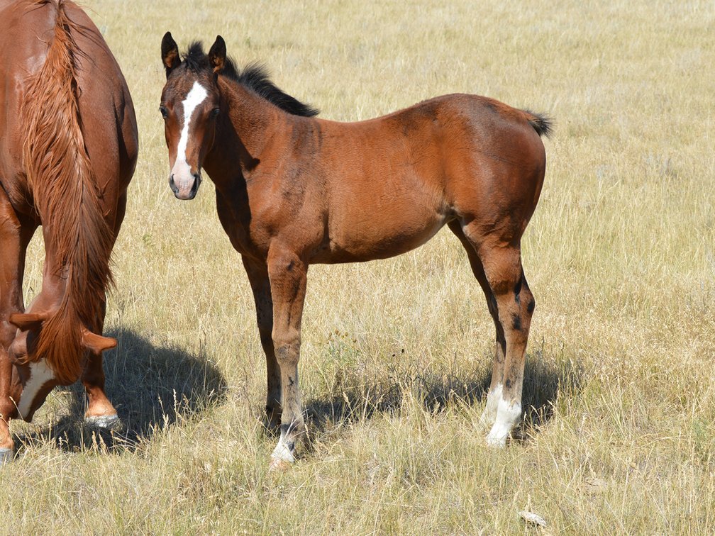 Bay Filly (Ripstik x RFTL Peppy Gun)