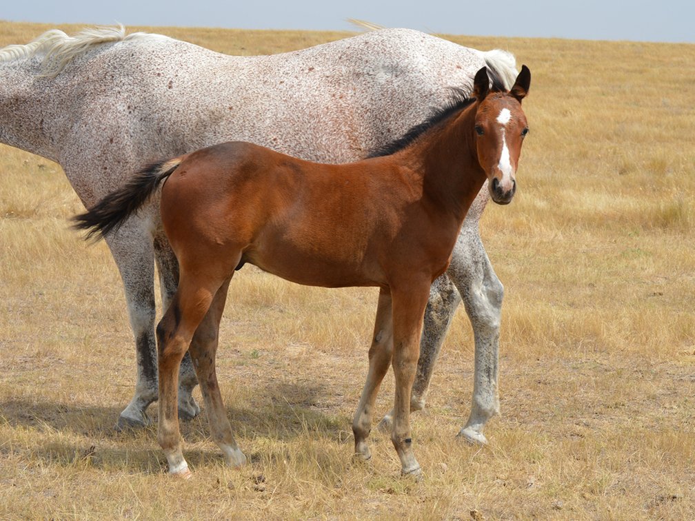 Bay Stud (Smart Little Sannman x Comos Hickory Badger)