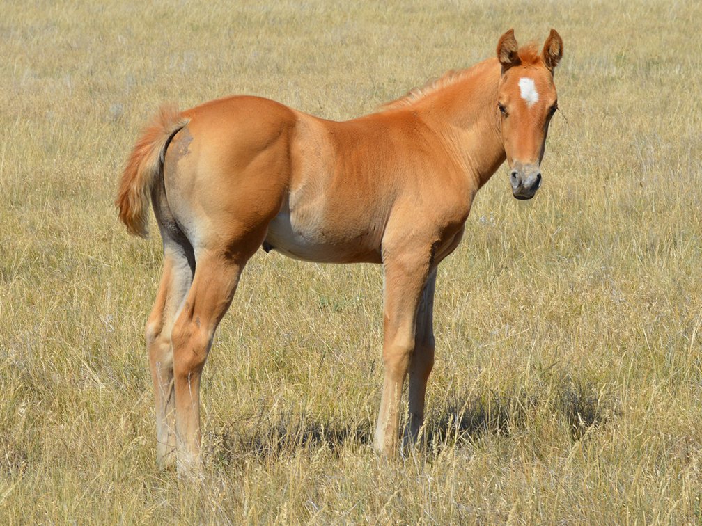 Dark Palomino Stud (Dare To Be French x LL Peppys Badger Doc)