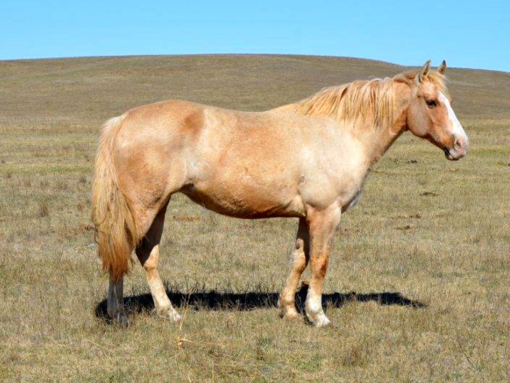 Vaqueros Golden Ruby