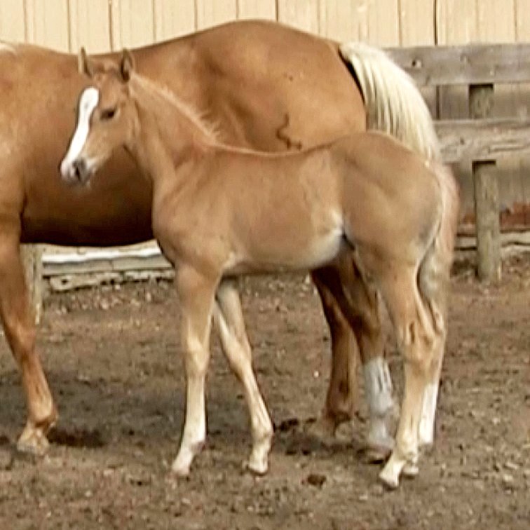 Palomino Stud (Smart Little Sannman x DL Miss Comos Lady)