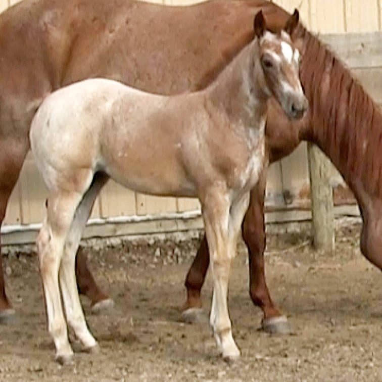 Red Roan Filly (Smart Little Sannman x DL Watch Me Dakota)