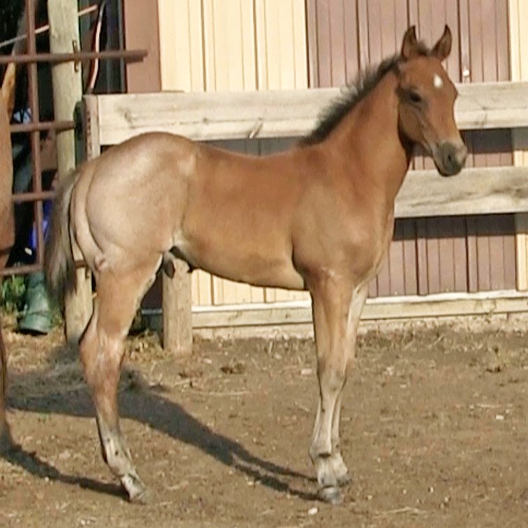 Bay Roan Stud (Ripstik x Pepto Pretty Oak)