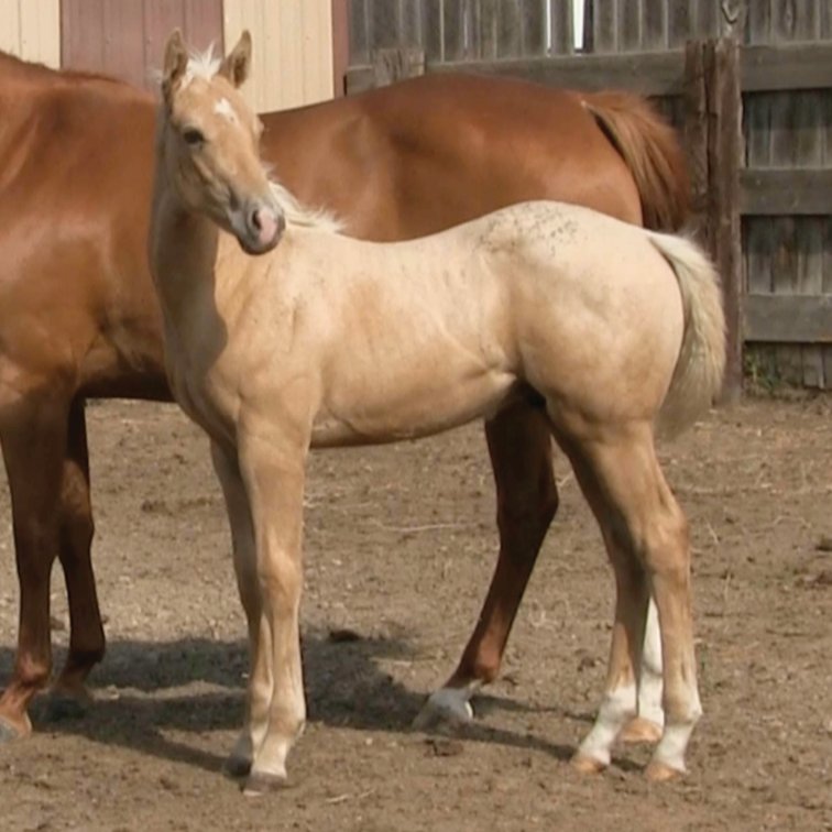Palomino Stud (Dare To Be French x DL Miss Doctor Kirk)