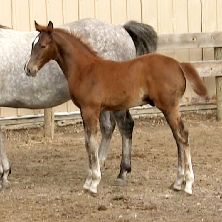 Chestnut Stud (Smart Little Sannman x Miss Comos Whiskey)