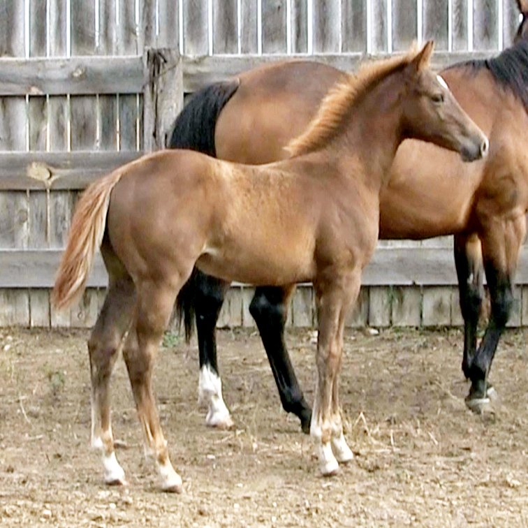Sorrel Filly (Smart Little Sannman x DL Paddys Irish Oak)