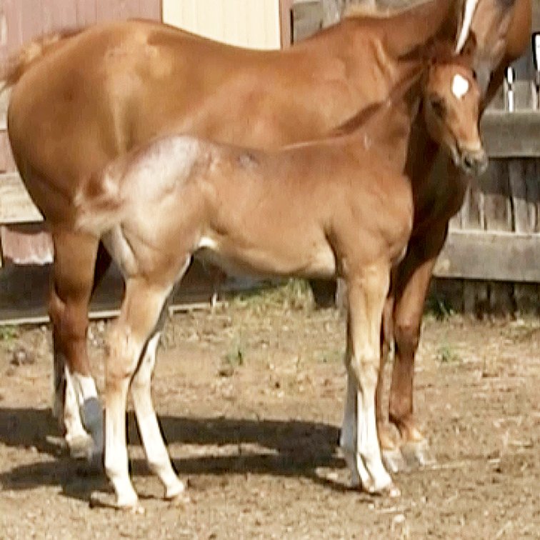 Red Roan Stud (Metallic Casanova x Jessies Little Mac)