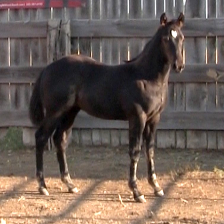 Black Stud (Ripstik x Miss Comos Ruler)