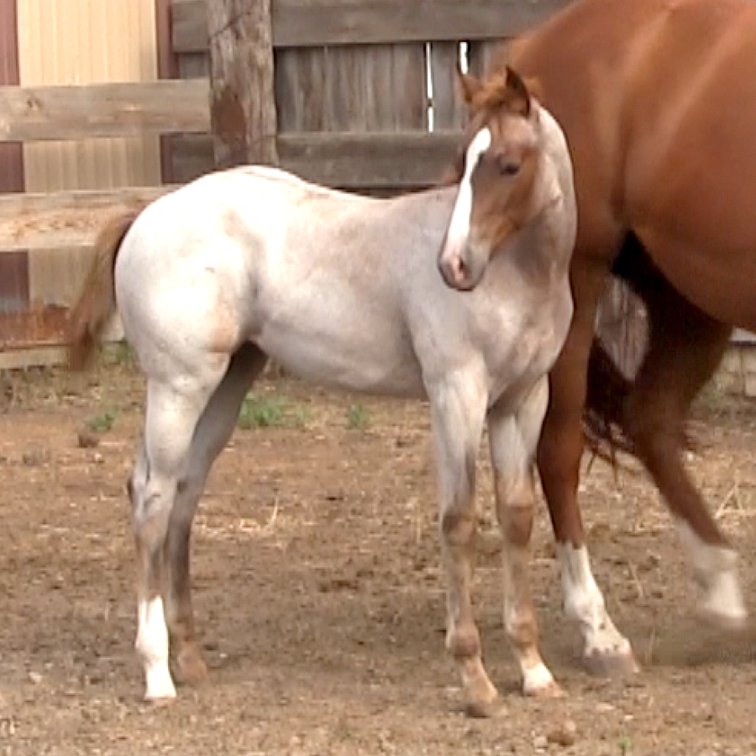 Red Roan Filly (Quixote Boonsmal x Miss Luna Moon)