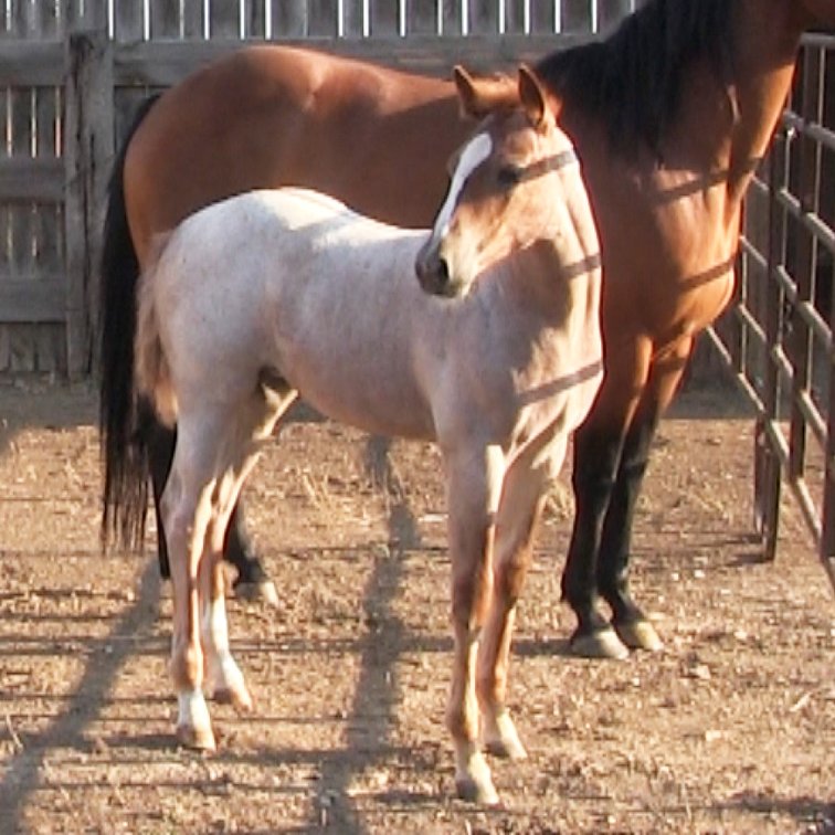 Red Roan Filly (Smart Little Sannman x DL Mix Holly O Lena)