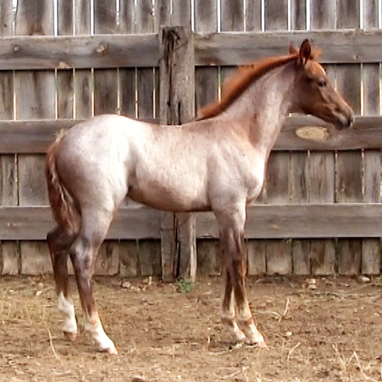 Red Roan Filly (Smart Little Sannman x DL Special Whiskey)