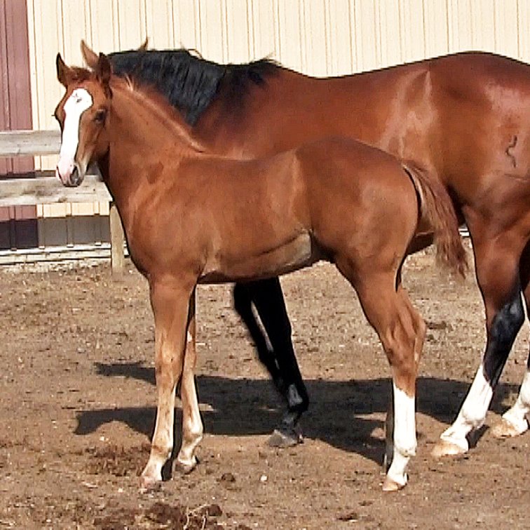 Sorrel Stud (Dare To Be French x Miss Colonels Bugs