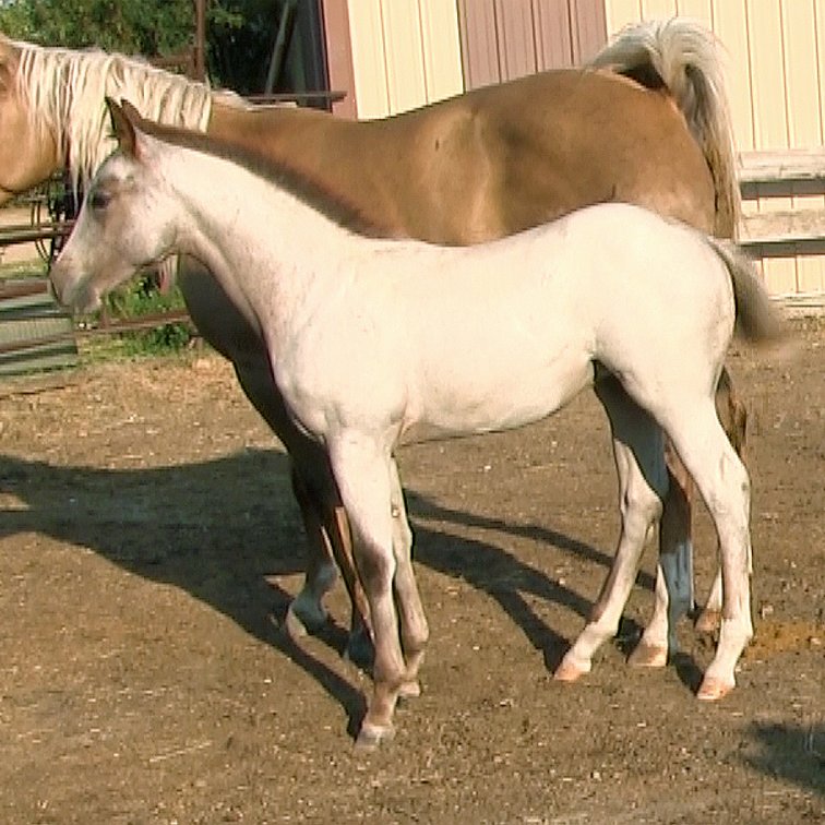 Red Roan Filly (Smart Little Sannman x Dare To Be Jazzy)