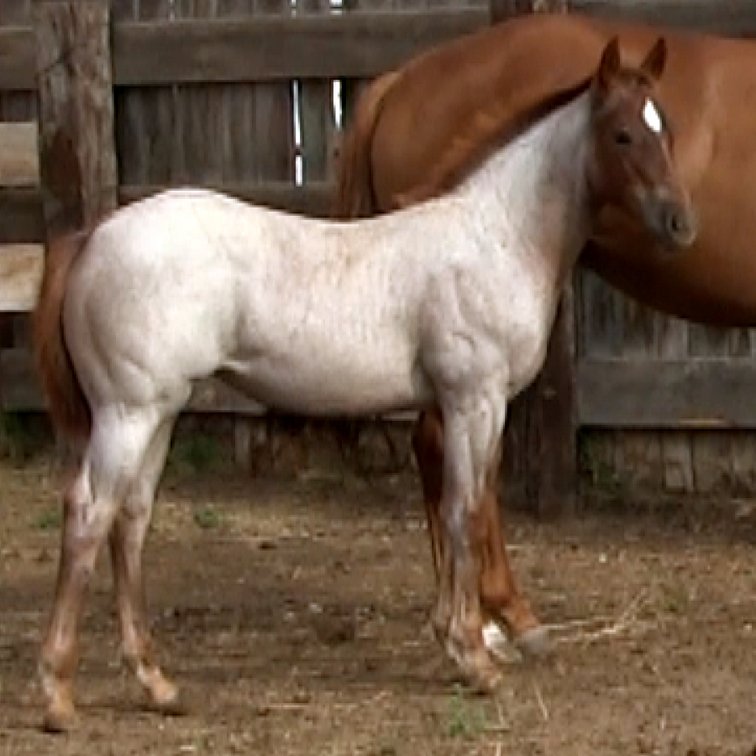 Red Roan Filly (Ripstik x Poco Go Te Reminic)