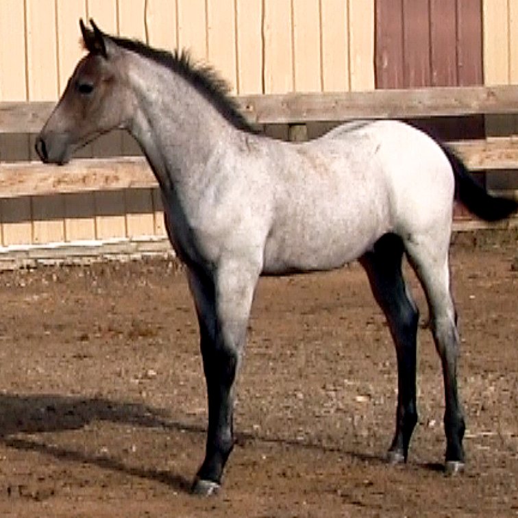 Gray Stud (Smart Little Sannman x DL Hickory N Whiskey)