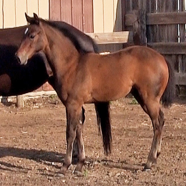 Bay FIlly (Ripstik x Paddys Bold Ruler)