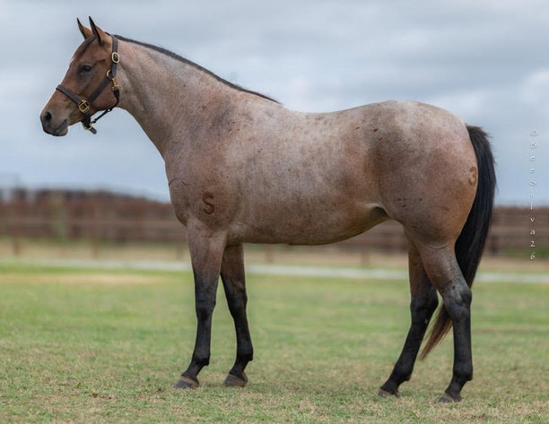 Image for 2026 7S Stuart Ranch Online Sale