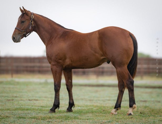 Image for 2026 7S Stuart Ranch Online Sale