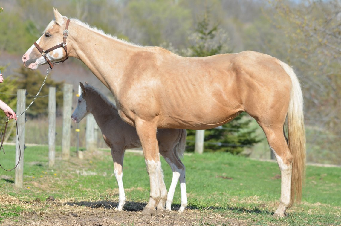 Fancy Summertime Luck & 2025 colt