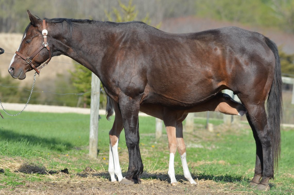Lopin All Fancy & 2025 colt
