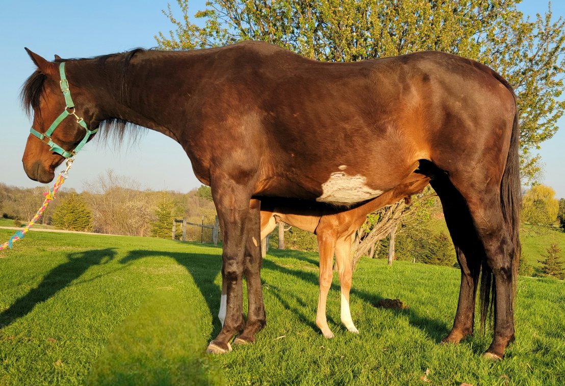 Lamour In Paris & 2025 colt
