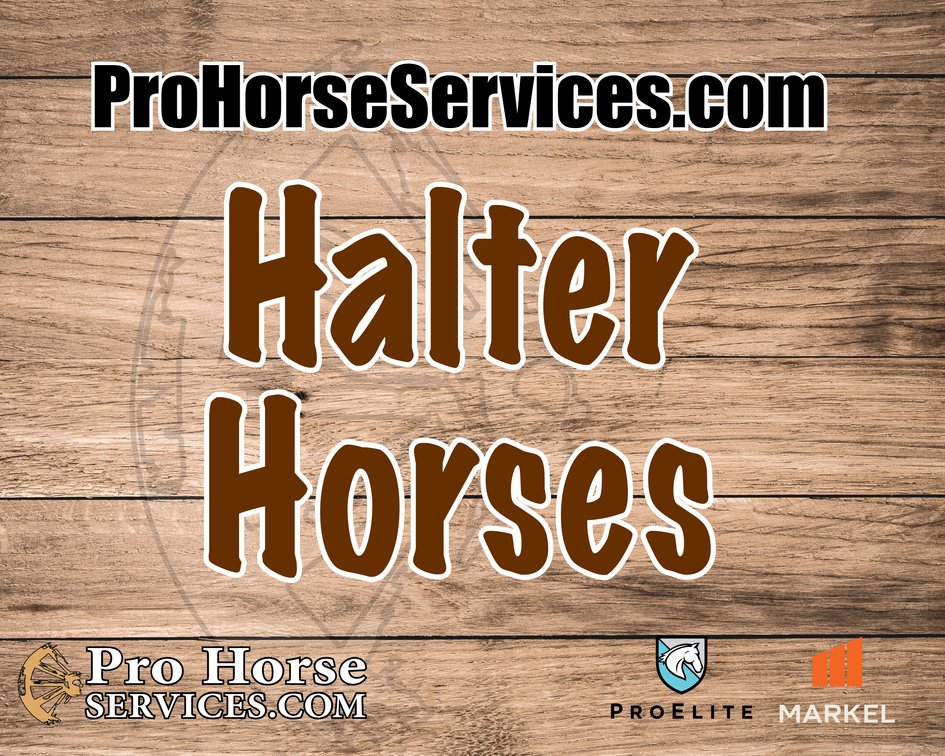 Halter Horses 