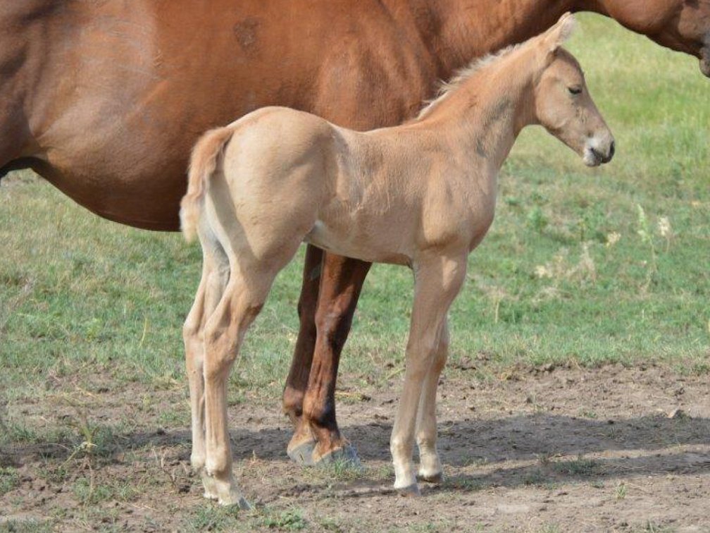 Palomino Stud (Dare To Be French x Miss Comos Badger)