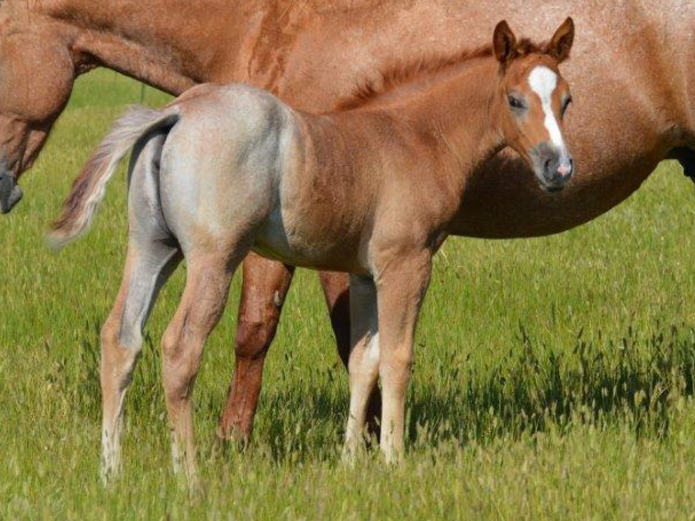 Red Roan Filly (Smart Little Sannman x Peptos Pretty Oak)
