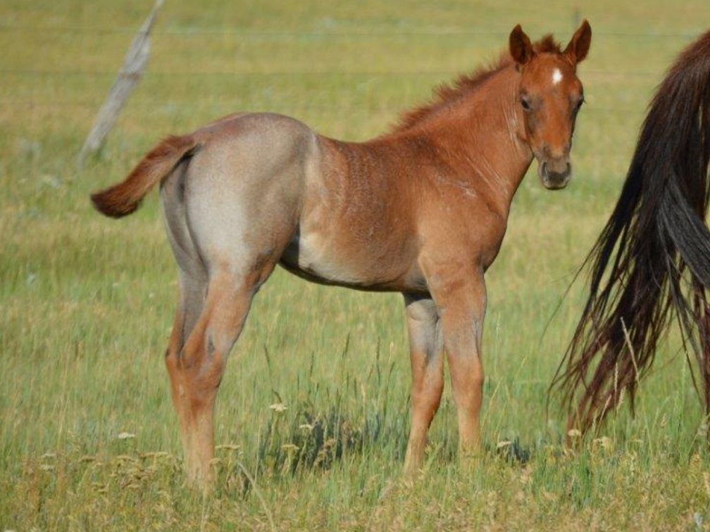 Red Roan Filly (Smart Little Sannman x Comos Playboys Girl)