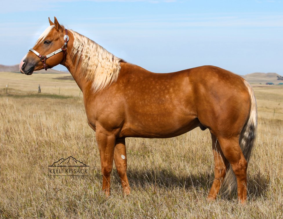 Dare To Be French - Reference Sire C