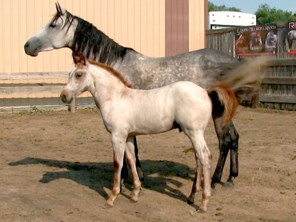 Red Roan Stud (Smart Little Sannman x DL Hickory N Whiskey)