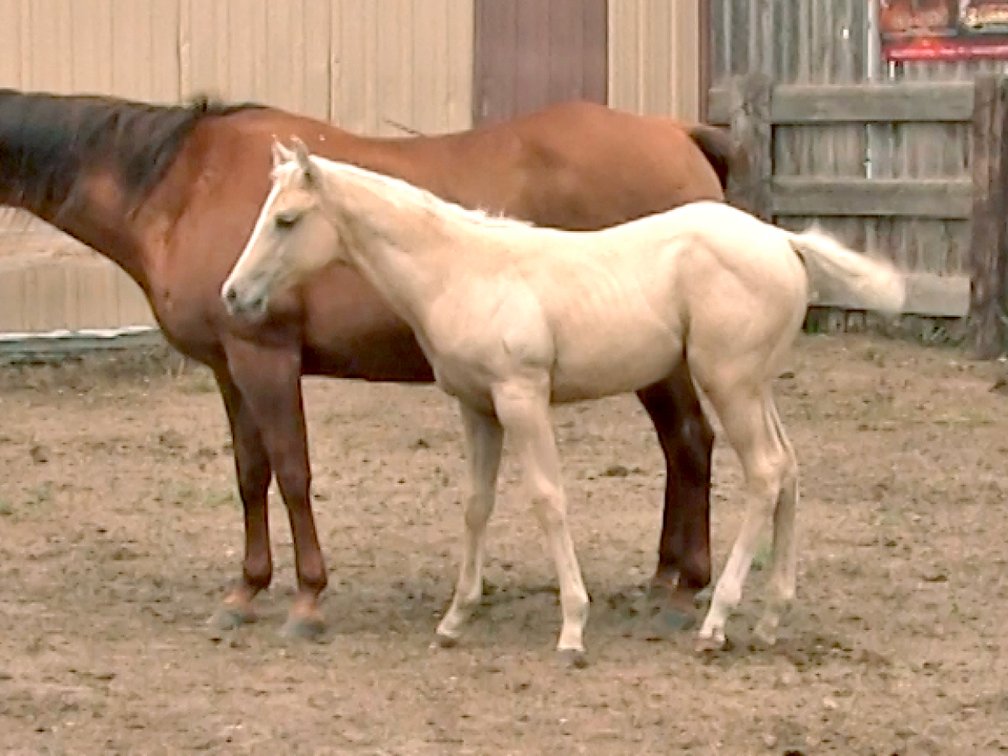WITHDRAWN - Palomino Filly (Dare To Be French x Watch Joy Freckles)