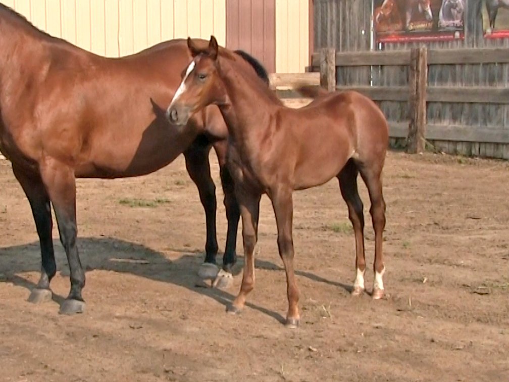 Rubicano Filly (Smart Little Sannman x DL Miss Comos Badger